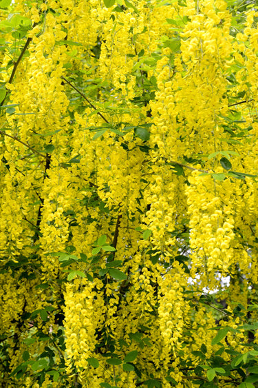 10 GOLDEN CHAIN TREE Goldenchain Laburnum Anagyroides Yellow Flower Seeds